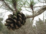Pinus canariensis. Часть ветки с шишкой. Израиль, Северный Негев, лес Лаав. 23.01.2013.