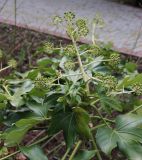 Fatsia japonica