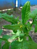 Sisymbrium officinale. Верхушка цветущего растения. Краснодарский край, Кущёвский р-н, станица Шкуринская. 20.05.2009.