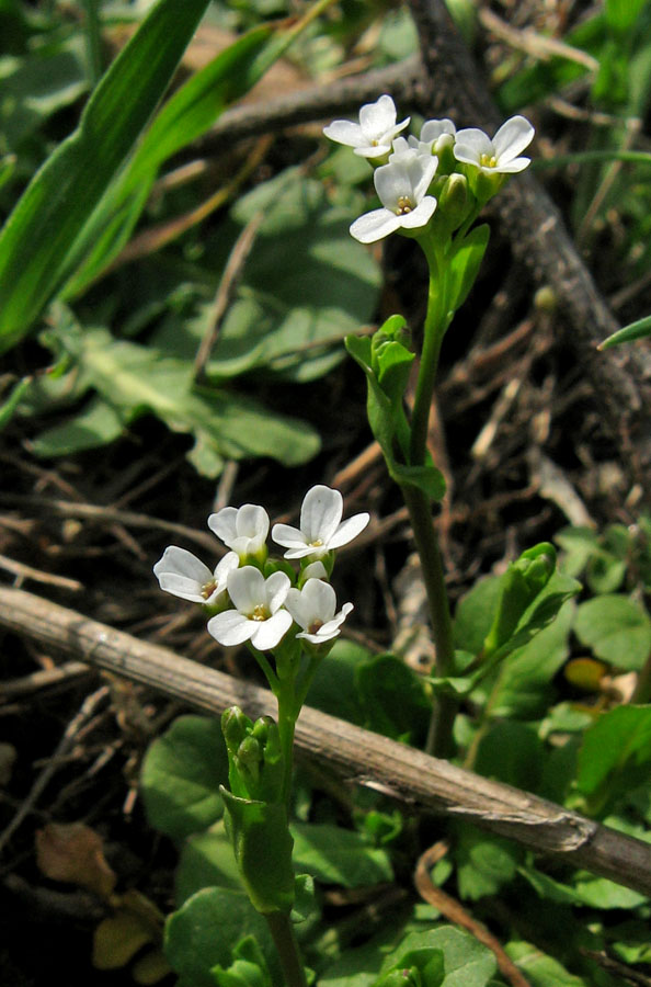 Image of Calepina irregularis specimen.