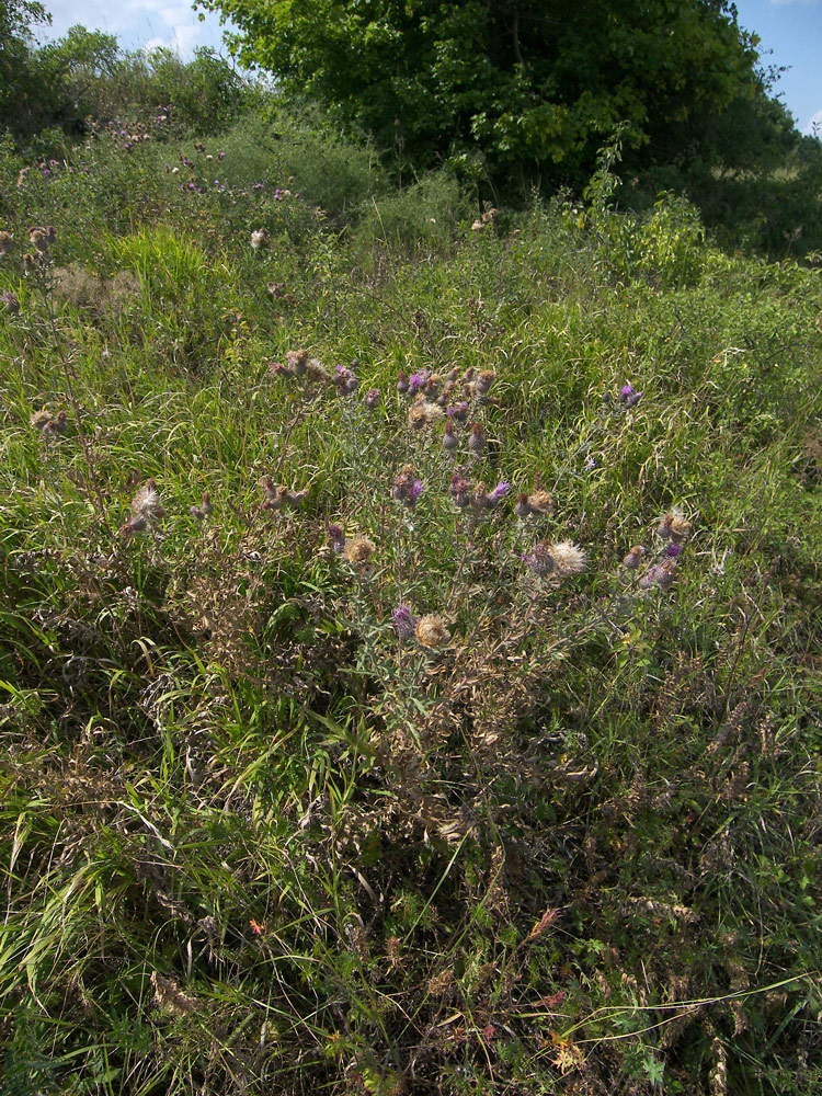 Изображение особи Cirsium arachnoideum.