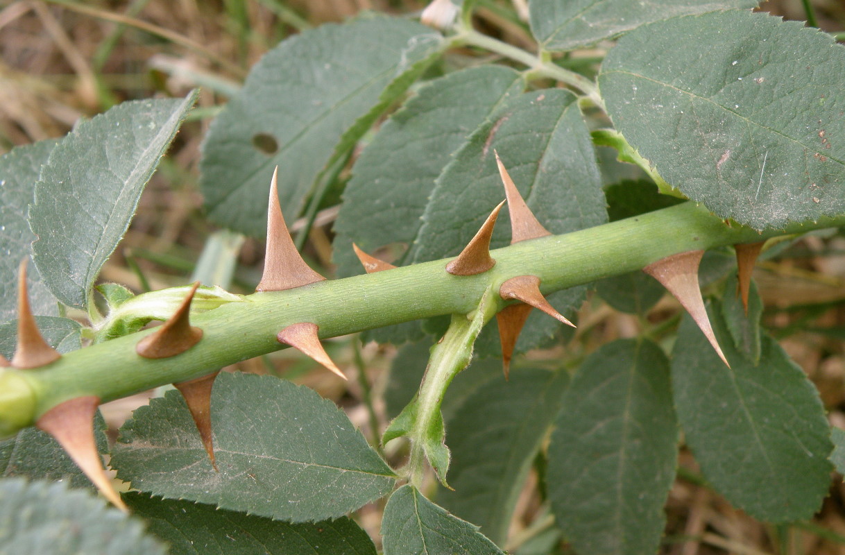 Image of Rosa corymbifera specimen.