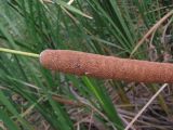 Typha domingensis