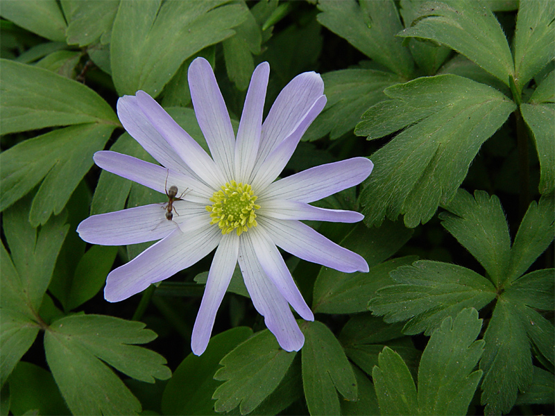 Изображение особи Anemone blanda.