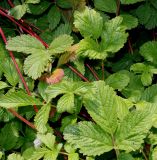 Potentilla rupestris