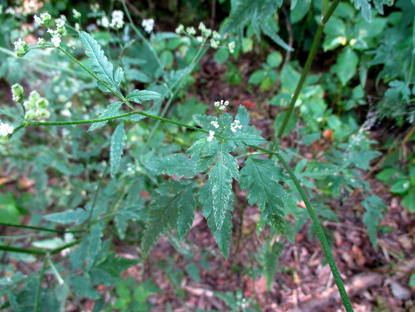 Изображение особи Torilis japonica.