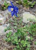 Aquilegia glandulosa. Цветущее растение. Бурятия, плато п-ова Святой нос, ≈ 1800 м н.у.м., каменистый склон. 22.07.2009.