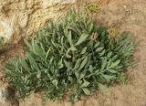Crithmum maritimum. Плодоносящее растение на приморских песках. Израиль, Большой Тель-Авив, г. Рамат-Авив, середина марта.