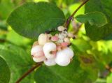 Symphoricarpos albus var. laevigatus