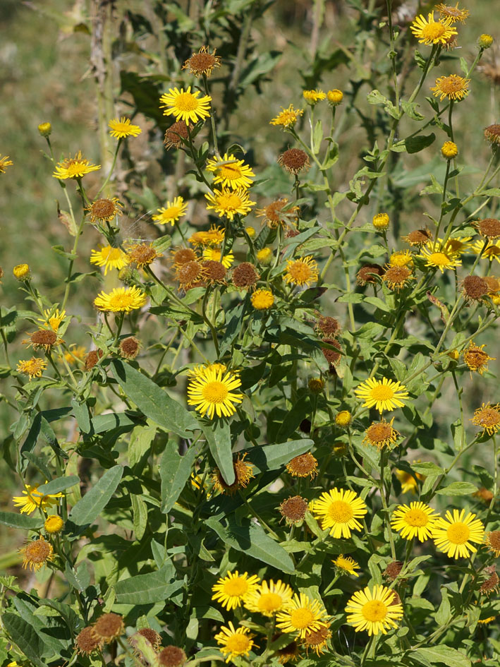 Изображение особи Inula britannica.