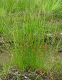 Juncus filiformis