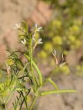 Leptaleum filifolium. Верхушка цветущего растения с завязавшимися плодами. Казахстан, Алматинская обл., возле вдхр. Капчагай. 06.04.2015.