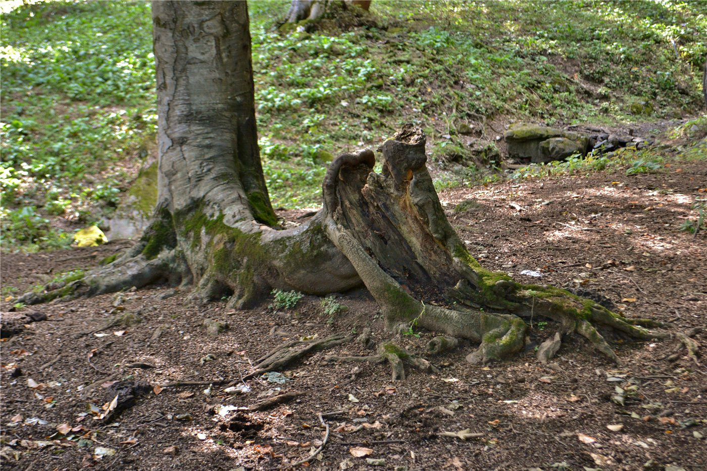 Изображение особи Fagus orientalis.