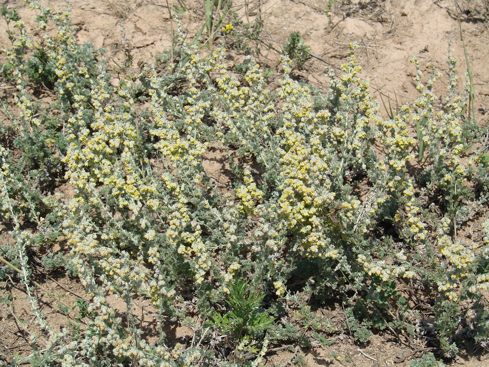 Изображение особи Artemisia cuspidata.