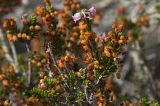 Erica manipuliflora