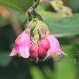 Symphoricarpos albus разновидность laevigatus. Соцветие. Ростовская обл., г. Таганрог, в культуре на газоне. 28.05.2016.