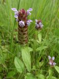 Prunella japonica. Верхушка побега с соцветием. Приморье, Находкинский городской округ, окр. пос. Авангард, на поляне. 04.07.2016.