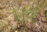 Centaurea stoebe