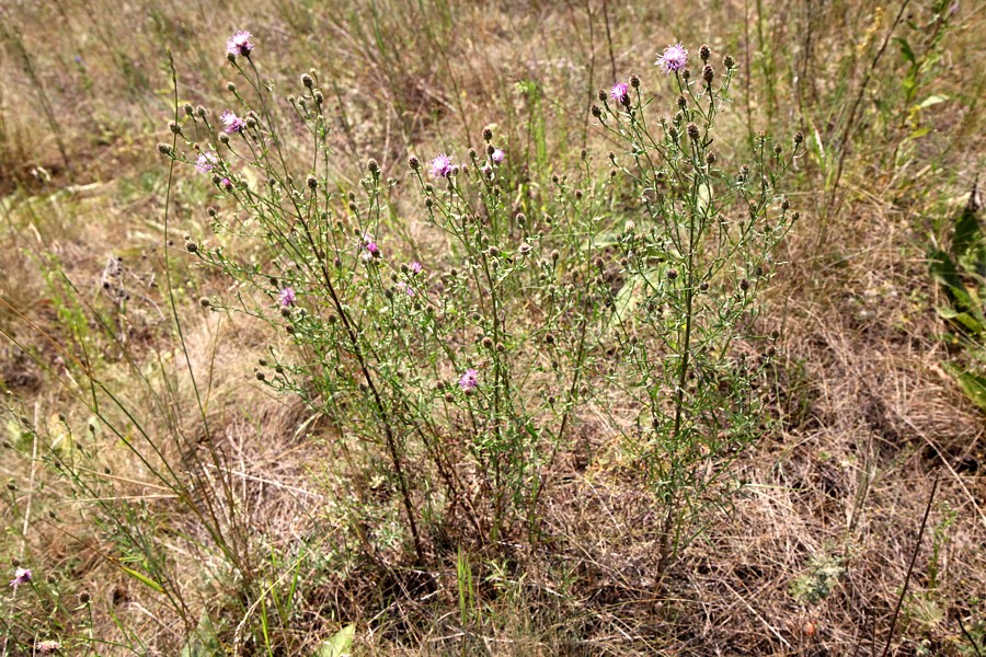 Изображение особи Centaurea stoebe.