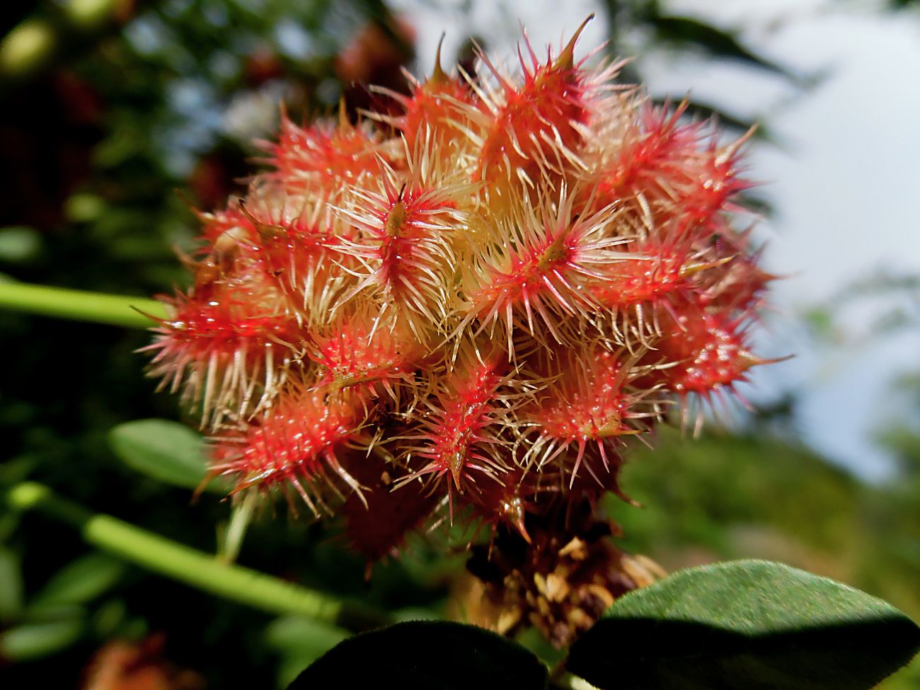 Изображение особи Glycyrrhiza echinata.