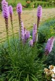 Liatris spicata