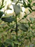 Symphyotrichum × versicolor. Верхняя часть веточки. Украина, г. Луганск, ул. 15 линия, в культуре. 12.10.2016.