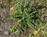 Sonchus arvensis ssp. uliginosus