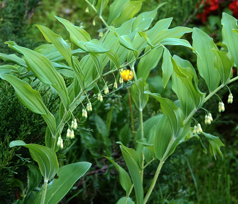 Изображение особи Polygonatum &times; hybridum.