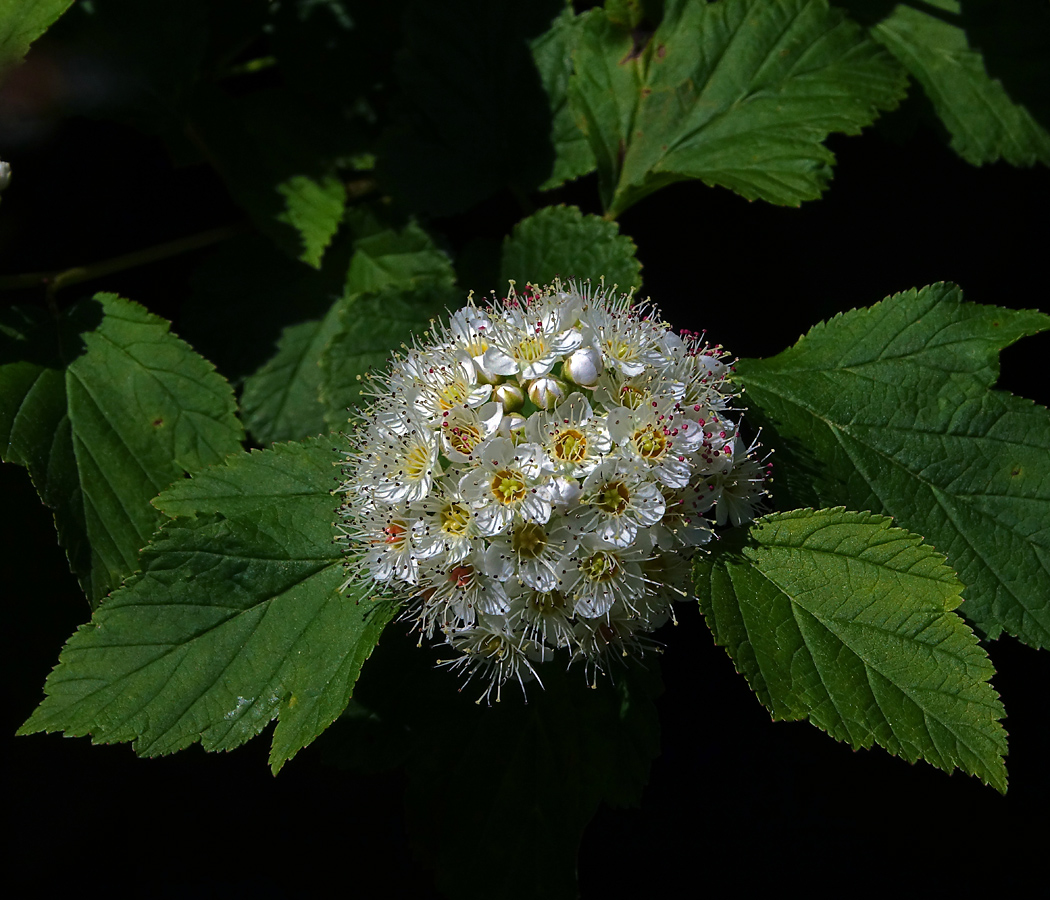 Изображение особи Physocarpus opulifolius.