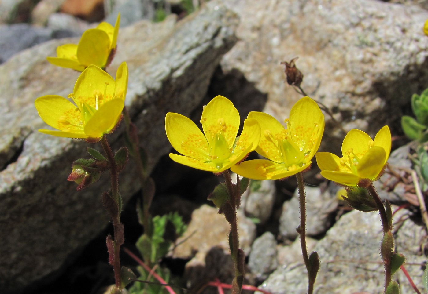 Изображение особи Saxifraga flagellaris.