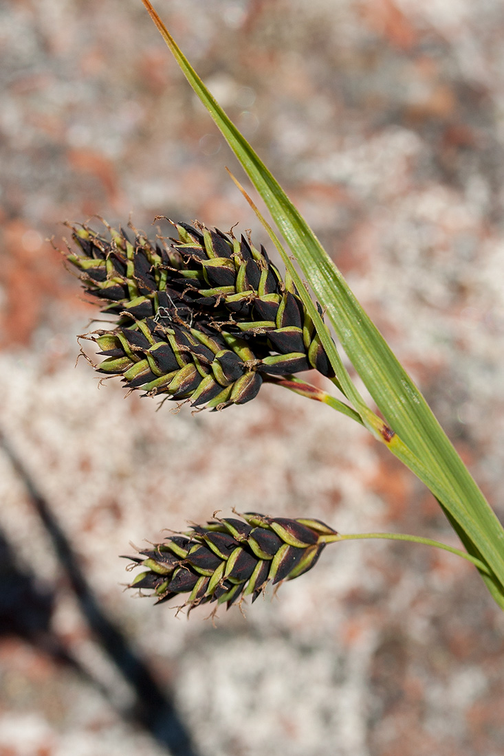 Изображение особи Carex atrata.