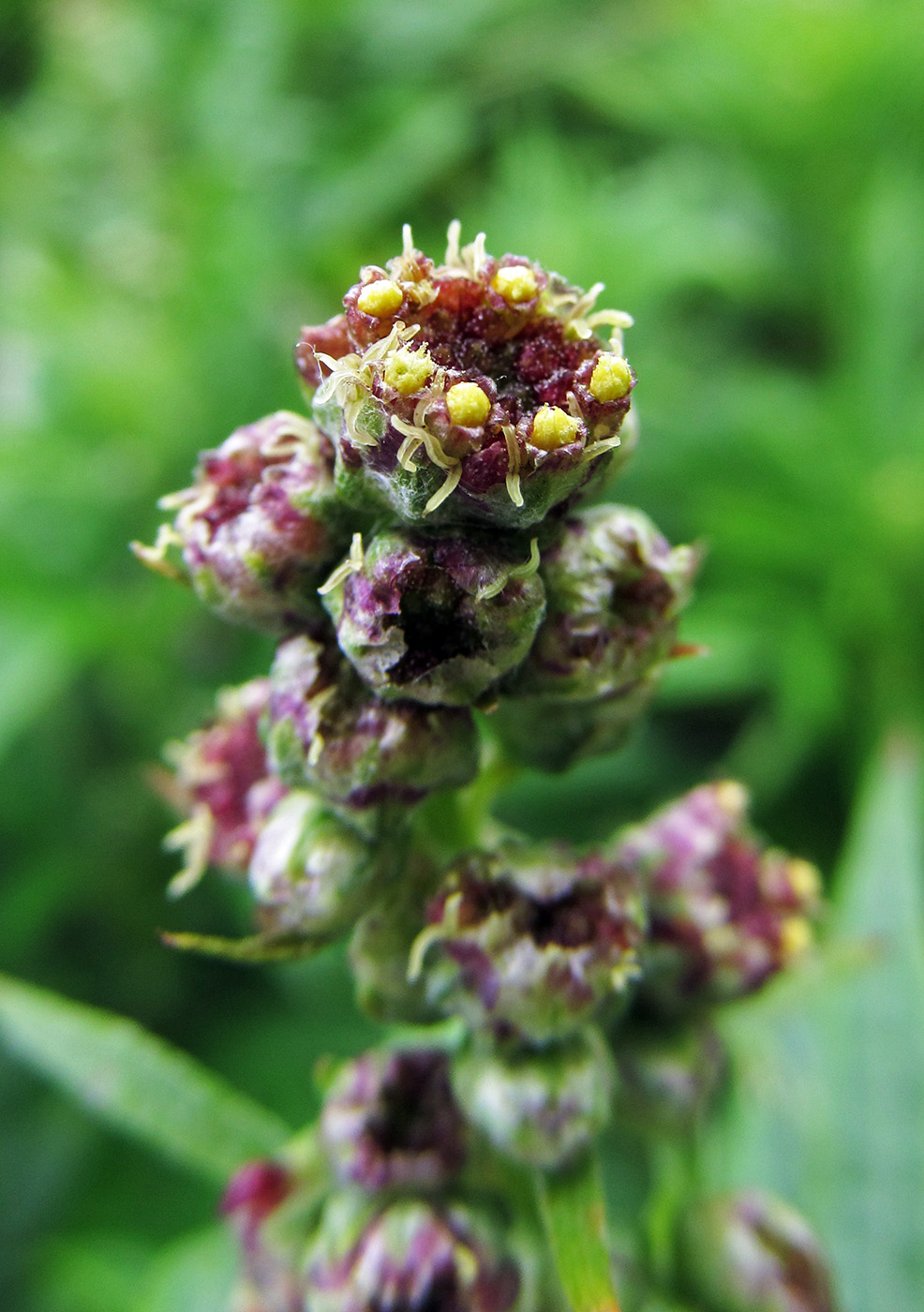 Image of Artemisia opulenta specimen.