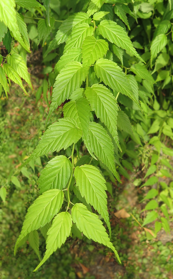 Image of Kerria japonica var. pleniflora specimen.