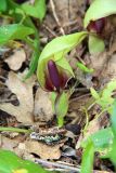 Arum maculatum. Соцветие. Краснодарский край, Северский р-н, гора Собер-Баш, дубово-грабовый лес. 08.05.2015.