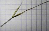 Stipa lessingiana