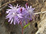 Lactuca sibirica