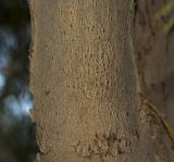 Casuarina equisetifolia