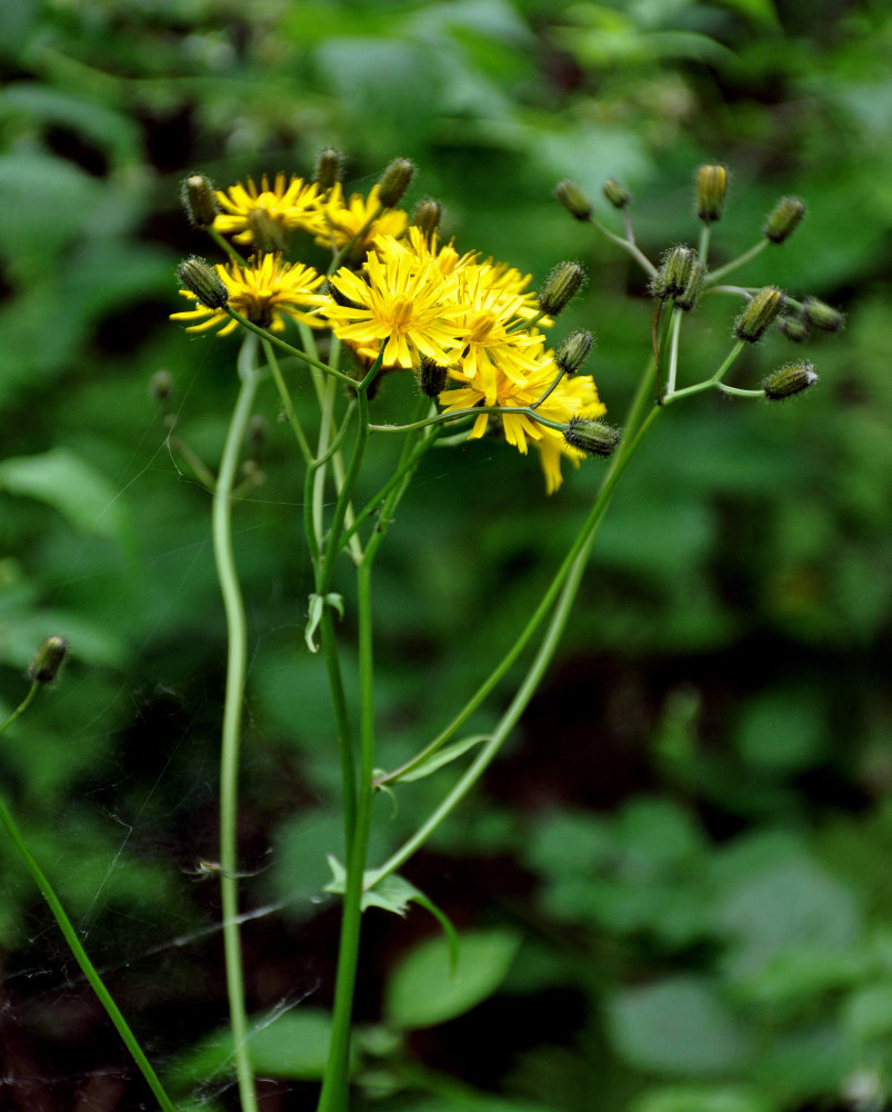 Image of Crepis paludosa specimen.