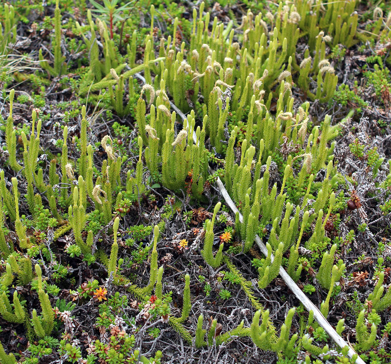 Изображение особи Lycopodium lagopus.