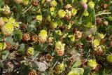 Trifolium campestre