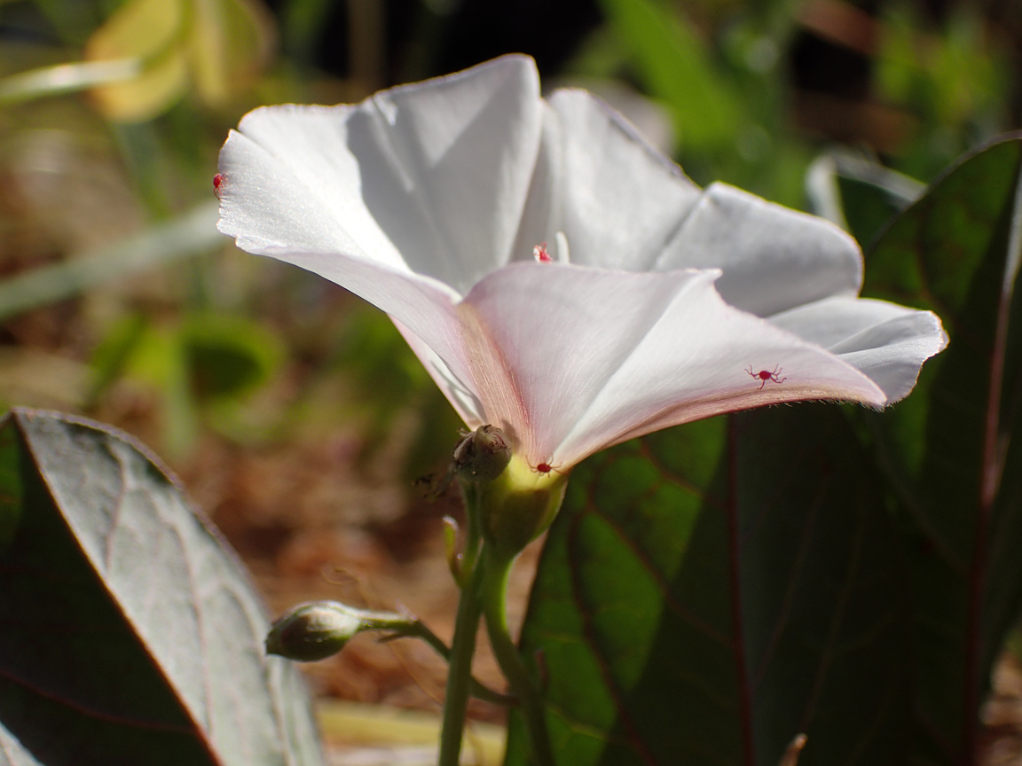 Изображение особи Convolvulus arvensis.