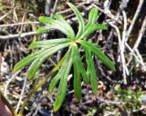 Aconitum delphiniifolium. Лист. Чукотка, Билибинский р-н, напротив рудника Каральвеем, долина ручья. 02.08.2018.