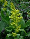 Veratrum lobelianum. Соцветие. Красноярский край, Ермаковский р-н, природный парк \"Ергаки\", гора Видовка, ≈ 1900 м н.у.м., окраина ерника. 15.07.2018.