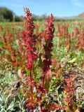 Rumex ucranicus. Верхняя часть плодоносящего растения. Тува, Овюрский кожуун, окр. с. Хандагайты, дол. р. Мугур, луг. 30.07.2018.