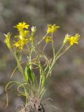 Gagea minutiflora. Выкопанное цветущее растение. Казахстан, хр. Сырдарьинский Каратау, пер. Куюк, пологий участок возле дороги. 20.03.2019.