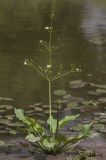 Alisma plantago-aquatica