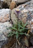 Erigeron eriocephalus