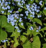 Brunnera macrophylla