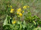 Inula macrophylla