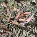 Astragalus cyprius